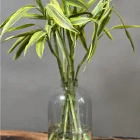 فروش گل بامبو