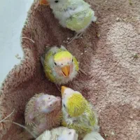 جوجهبرزیلی|پرنده|اشنویه, |دیوار