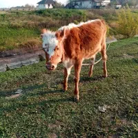 گاو لیشه|حیوانات مزرعه|صومعهسرا, |دیوار