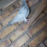 نروماده تازه جوان