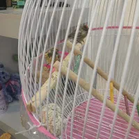 گلبسر|پرنده|مشهد, محمدآباد|دیوار