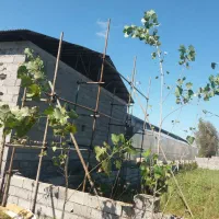 نصب ایزوگام و داربست سقف نما کفراژ خشکی مجالس بنر|خدمات پیشه و مهارت|شلمان, |دیوار