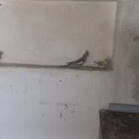 فروش عروس هلندی  سالم ۵عدد