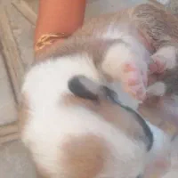 سگ شیدزو