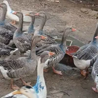 غاز ،مرغ و خروس|حیوانات مزرعه|رودسر, |دیوار