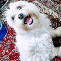 گمشده|حیوانات|کرج, ساماندهی|دیوار