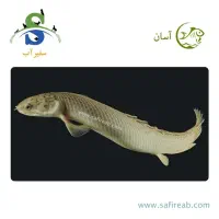 ماهی گوشتخوار و گیاهخوار