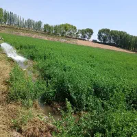 یونجه خالص چین دوم
