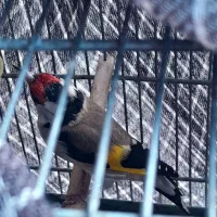 سره بهاره استانه|پرنده|شازند, |دیوار