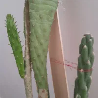 گل کاکتوس|گل و گیاه طبیعی|ساروق, |دیوار