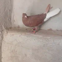 سرخ دم سفید ماده|پرنده|نرماشیر, |دیوار