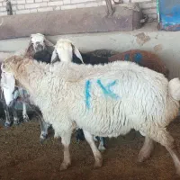 گوسفند نر و ماده