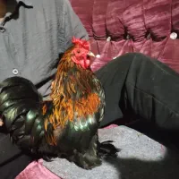 خروس پاکوتاه زینتی دارم پاپر چل تاج هفت رنگ