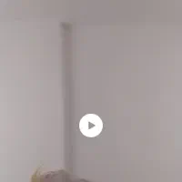 پرنده عروس هلندی سخنگو|حیوانات|آبادان, |دیوار