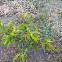 زمین ویلایی ۵۰۰متری|فروش زمین و ملک کلنگی|بستان آباد, |دیوار