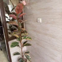 فیکوس شرابی برگ پهن وبزرگ