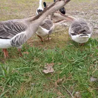 غاز قو|حیوانات مزرعه|رشت, بازار|دیوار