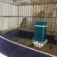 قناری گلستر|پرنده|رشت, کوی فکوری|دیوار