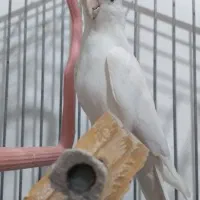 پرنده|پرنده|سراب, |دیوار