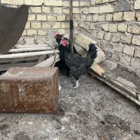 مرغ مرندی سیاه