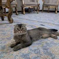 واگذاری گربه اسکاتیش گلد نر ۲سال ونیم|گربه|تهران, شهرک چیتگر|دیوار