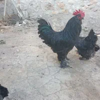 مرغ و خروس مرند