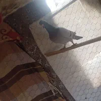 کبوتر|پرنده|سراوان, |دیوار