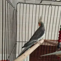 یک جفت عروس هلندی با قفس|پرنده|یزد, |دیوار