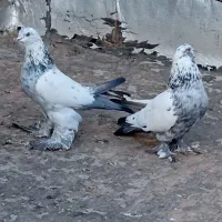 کبوتر گوی گوروخ