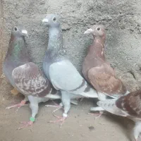 کفش. 4غوره ای. فروشی