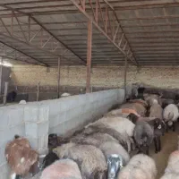 دمداری سه هزار متر ی با ۱۲۰۰متر سالن فول سند شش دا|فروش دفتر صنعتی، کشاورزی، تجاری|مشهد, درزآب|دیوار