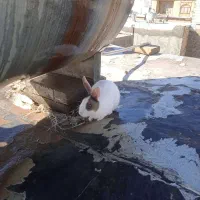 خرگوش خوشگل