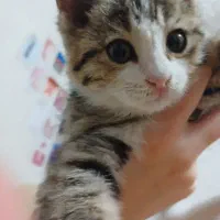 واگذاری رایگان بچه گربه