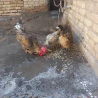 مرغ و خروس|حیوانات مزرعه|اندیمشک, |دیوار