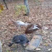 سه عدد بوقلمون