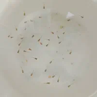 بچه ماهی گوپی