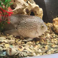 فروش آکواریوم ایتالیایی+تمام تجهیزات+ماهی های برند|ماهی|اردبیل, |دیوار