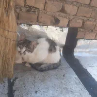 گربه