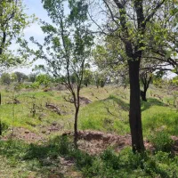 باغ انگور نزدیک ب اتوبان قزوین زنجان