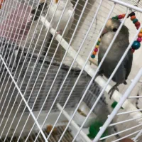 مرغ عشق دستی|پرنده|کرج, ساسانی (قلمستان)|دیوار