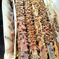 زنبورعسل‌آمریکایی|حیوانات مزرعه|مشگین شهر, |دیوار