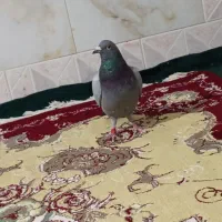 سبز پلاکی گرفتنی|پرنده|زابل, |دیوار