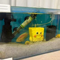 ماهی پرت|ماهی|تهران, تهرانپارس شرقی|دیوار
