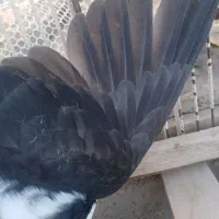 کفتر|پرنده|تربت‌حیدریه, ۴۵ متری|دیوار