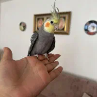 ۳عدد عروس هلندی سخنگو|پرنده|هشتگرد, هشتگرد قدیم|دیوار