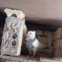 الماسی ماده