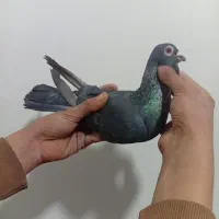 کبوتر|پرنده|نیشابور, شهرک اندیشه|دیوار