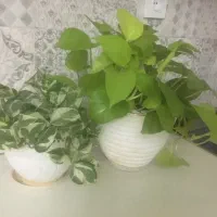 ۲تا گلدان پتوس