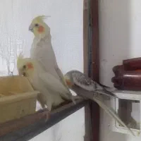 عروس هلندی|پرنده|صباشهر, |دیوار