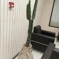 گل و گیاه اپارتمانی